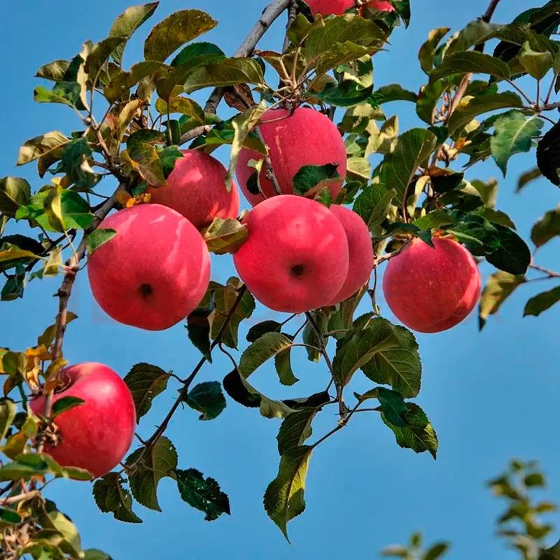 维享应用汇:你的苹果设备管理专家