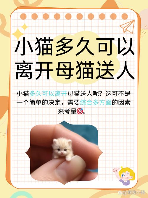 当你的猫咪下载方法详解，简单几步搞定