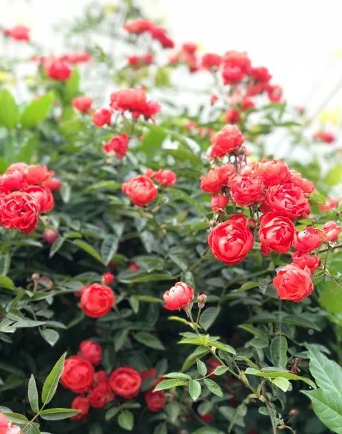 各平台玫瑰行动下载地址汇总:总有一款适合你