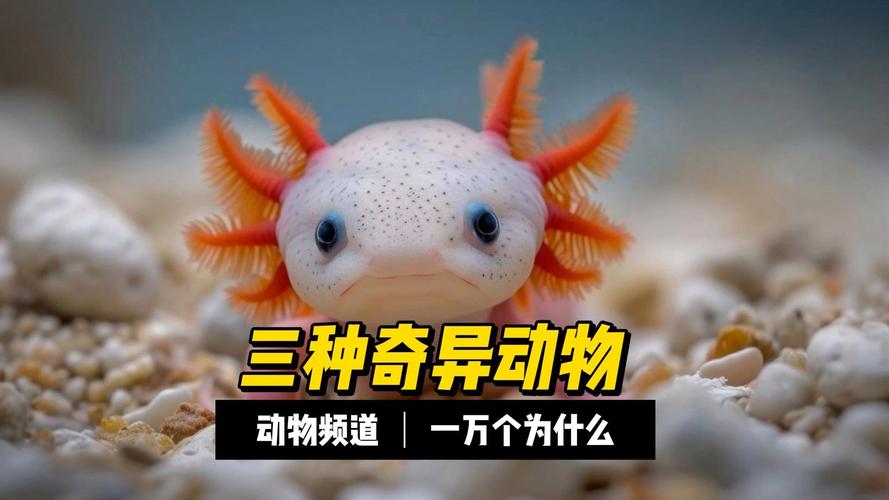 动物冷知识:长方形瞳孔的竟然是这种动物!