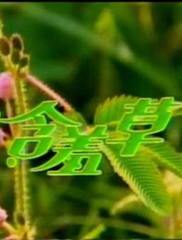 含羞草传媒免费进入方法分享,手把手教你操作!
