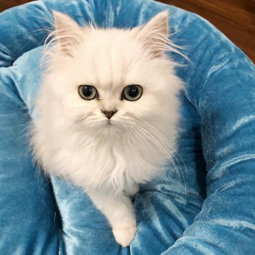 野猫下载地址在哪？最新最全的下载链接分享！