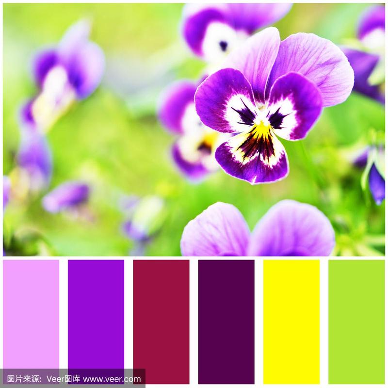 热辣可爱紫罗兰版本大全,不同风格的紫色系盘点!