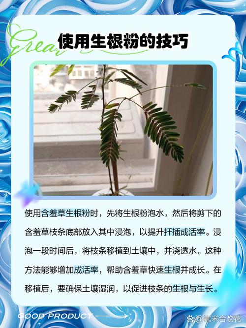 含羞草传媒免费进入方法分享,手把手教你操作!