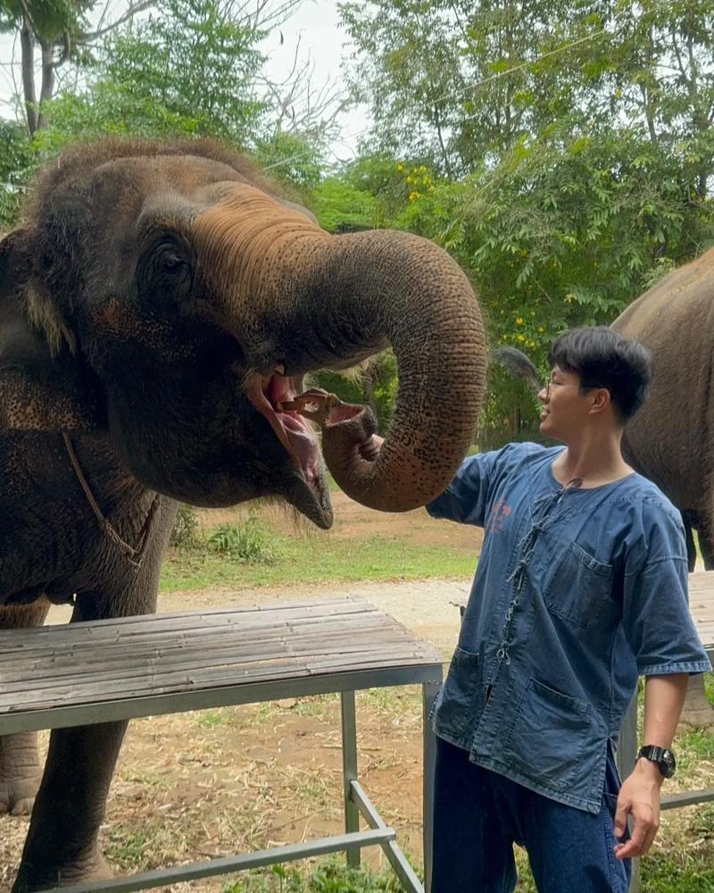 大象的防晒秘诀是什么？这种方式真是太特别了！