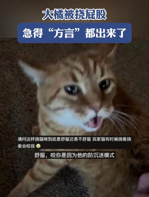 疯狂的方言火了!各地方言大比拼笑翻网友!