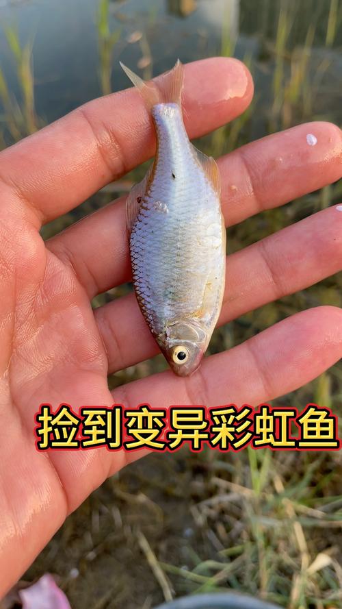 变异鱼在哪钓？这些地方出鱼几率非常高！