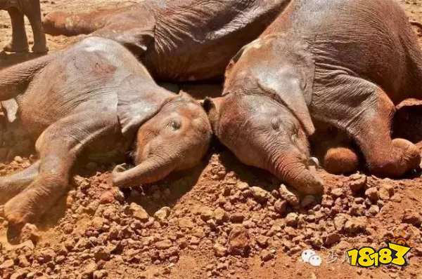 大象的防晒秘诀是什么？这种方式真是太特别了！