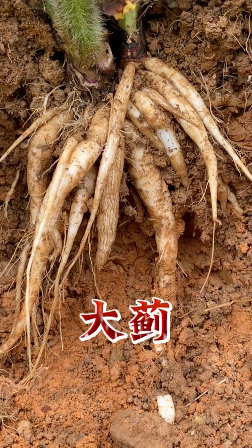 一捆血蓟哪里有卖?这几个地方可能找到!