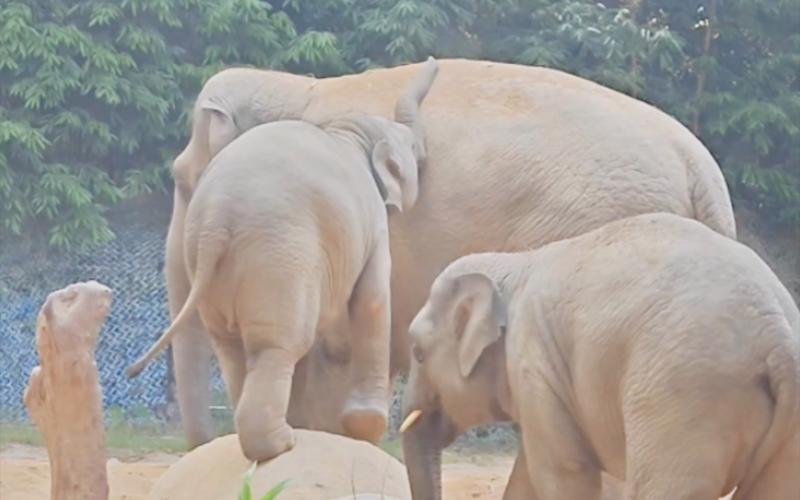 大象的防晒秘诀是什么？这种方式真是太特别了！