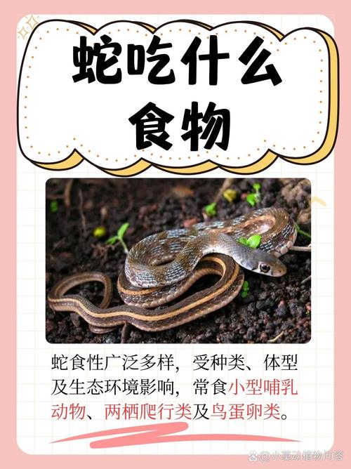 沙龙曼蛇吃什么食物?新手饲养沙龙曼蛇看这里!