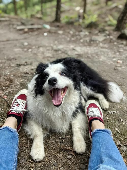 宠物村好玩吗？真实玩家体验分享和详细测评！