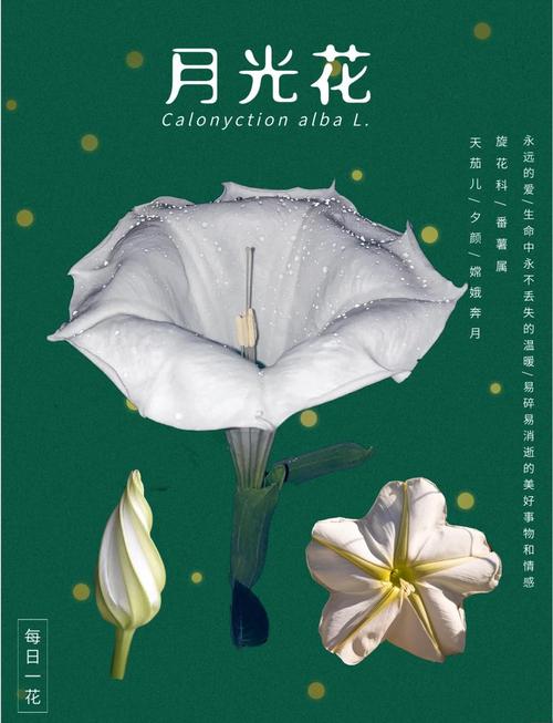 超全夜幕之花版本大全:月光花高清图片及故事