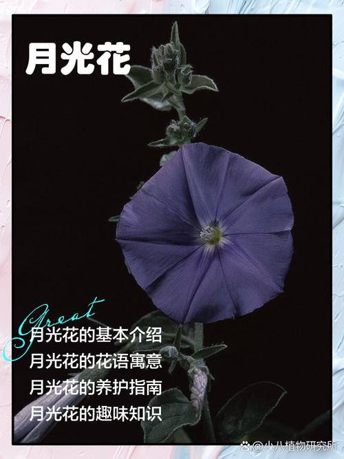 超全夜幕之花版本大全:月光花高清图片及故事