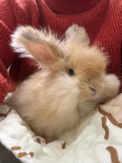 加密兔苹果版下载:体验独特数字宠物的乐趣