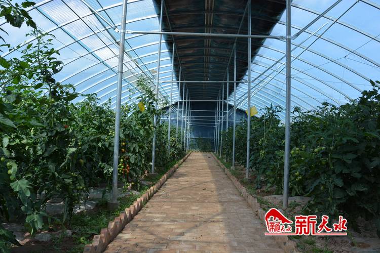 高效种植苗床圣女:最新版本实用技巧分享