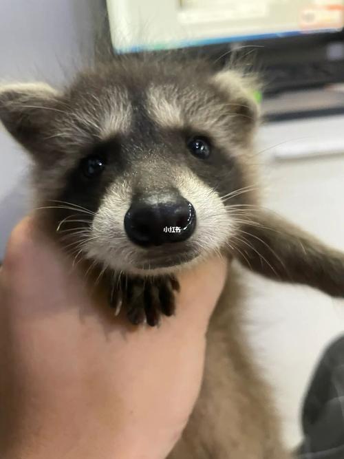 小浣熊宠物的日常护理和饮食,如何让小浣熊健康成长