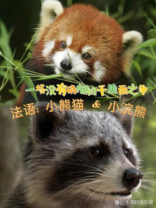 小浣熊宠物的日常护理和饮食,如何让小浣熊健康成长