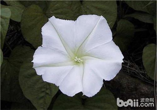 超全夜幕之花版本大全:月光花高清图片及故事