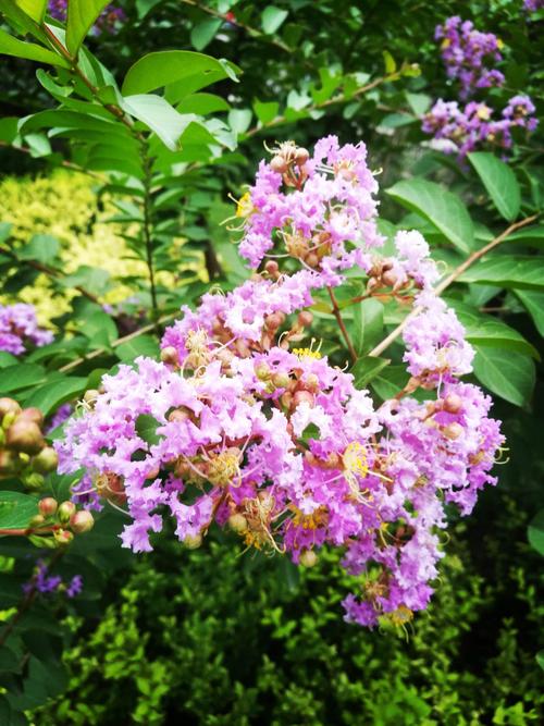 还在找一夏之花更新地址?这里有你想要的资源