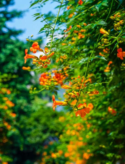 还在找一夏之花更新地址?这里有你想要的资源