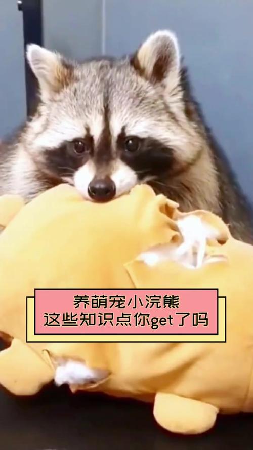 小浣熊宠物的日常护理和饮食,如何让小浣熊健康成长