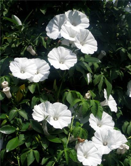 超全夜幕之花版本大全:月光花高清图片及故事