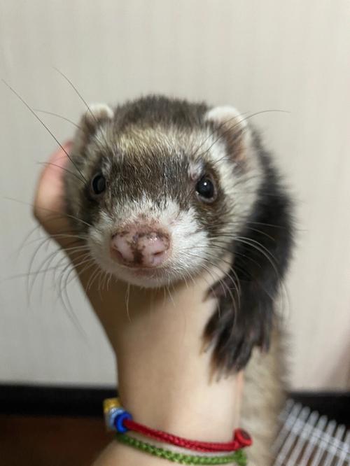 想养火焰貂？先了解它的性格和日常护理