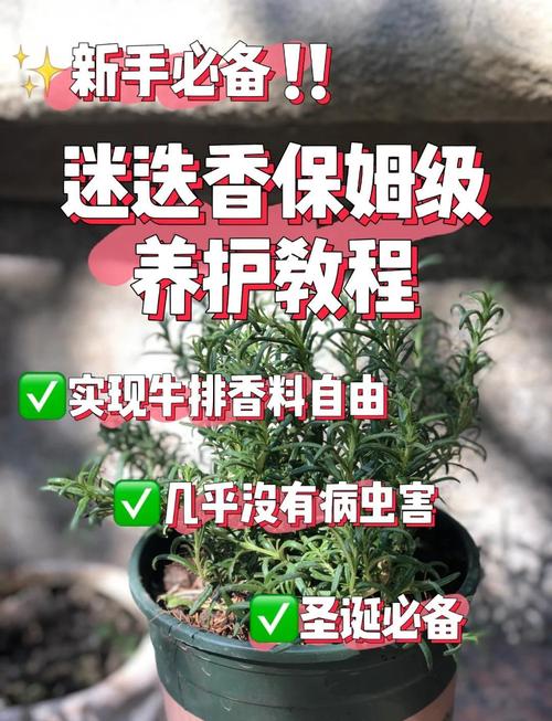 高效种植苗床圣女:最新版本实用技巧分享