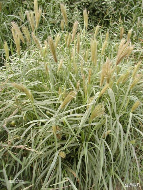 鞭尾草种植指南：从播种到养护的完整步骤