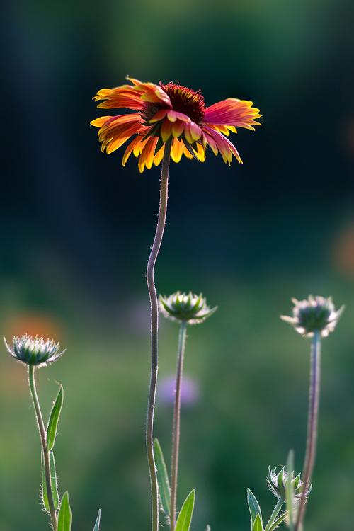 还在找一夏之花更新地址?这里有你想要的资源