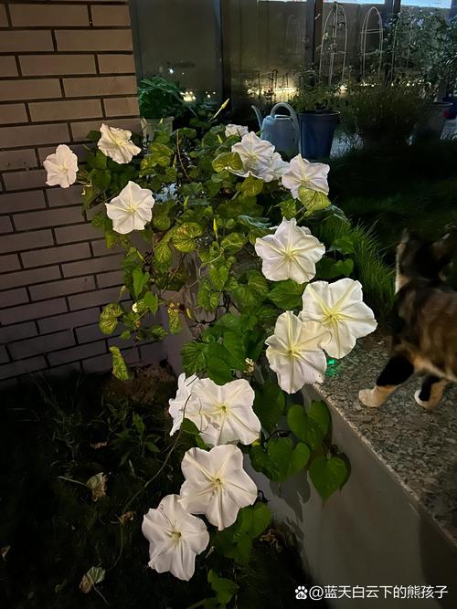 超全夜幕之花版本大全:月光花高清图片及故事