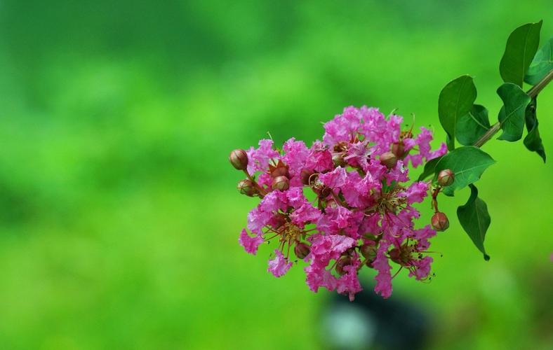 还在找一夏之花更新地址?这里有你想要的资源