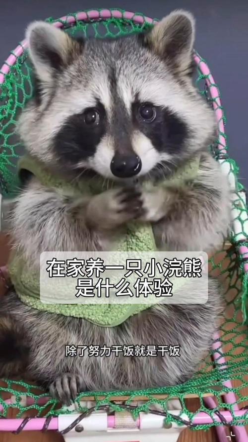 小浣熊宠物的日常护理和饮食,如何让小浣熊健康成长