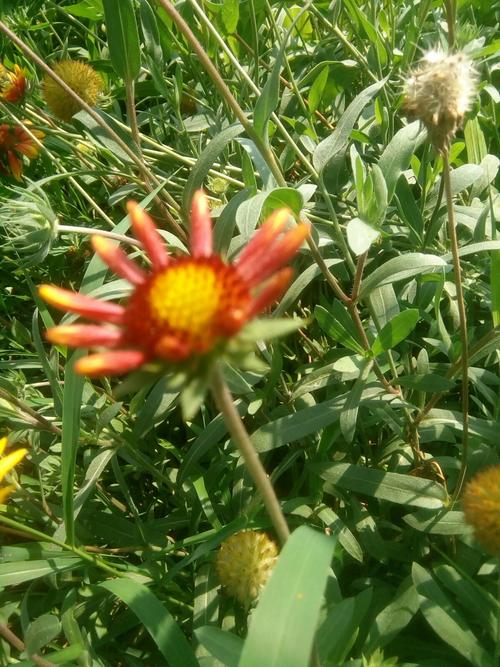 还在找一夏之花更新地址?这里有你想要的资源