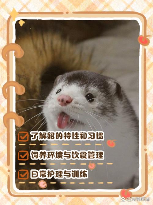 想养火焰貂？先了解它的性格和日常护理