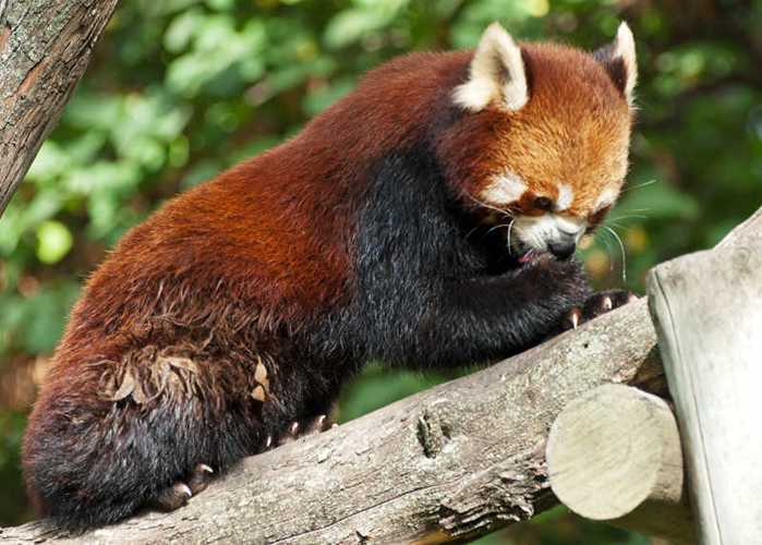小浣熊宠物的日常护理和饮食,如何让小浣熊健康成长