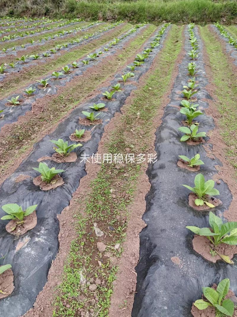 高效种植苗床圣女:最新版本实用技巧分享