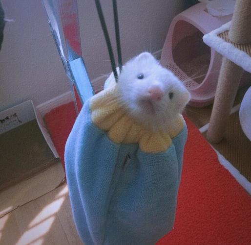 想养火焰貂？先了解它的性格和日常护理