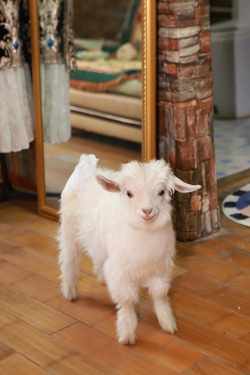 想玩重建内有小羊？安卓下载地址就在这里