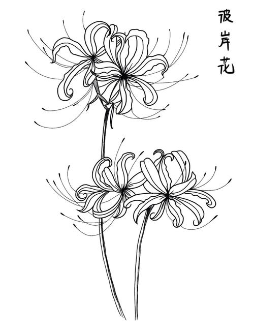 手把手教你下载彼岸花，解决下载难题的终极指南