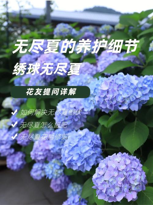 一夏之花游戏官网：PC版与手机版哪个更好玩？
