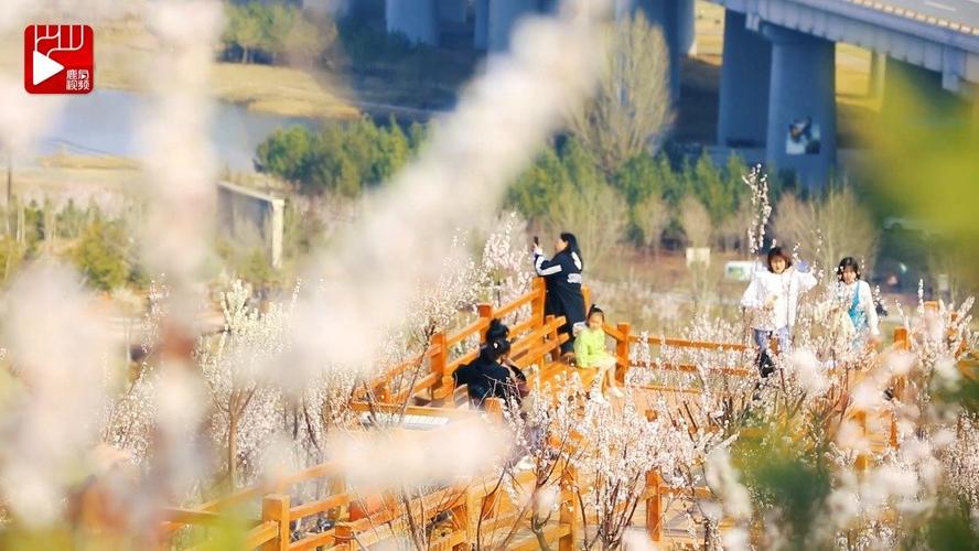 夏日小公园的厕所:桃子汉化官方网站详解