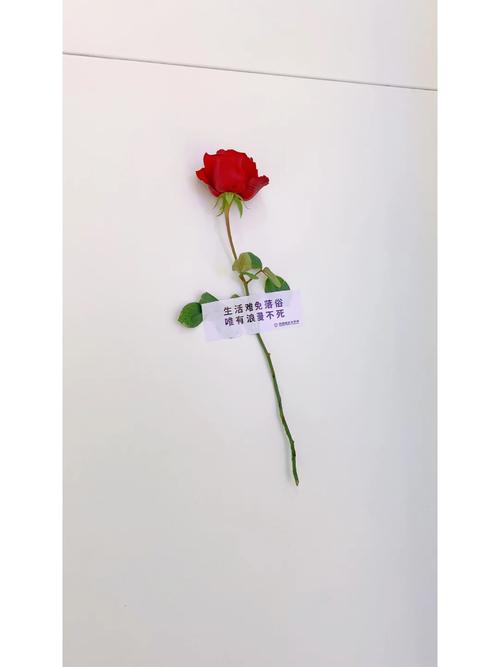 玫瑰行动官方正式版下载:最新版独立游戏下载