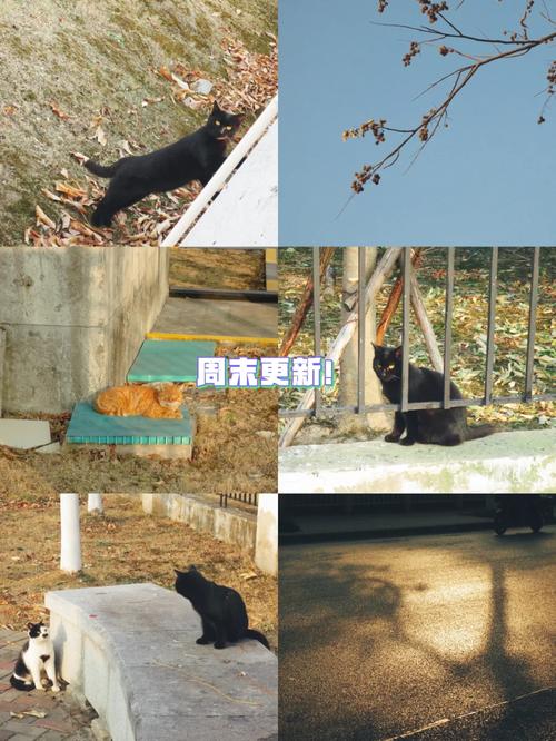 野猫更新地址大全,让你轻松找到下载资源