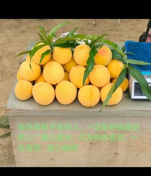 最新夏日甜蜜回忆:品尝夏日黄桃,重温童年美好时光