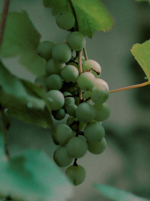 如何下载葡萄成熟时？多个平台下载指南