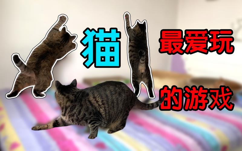 还在等什么?快来体验猫咪版杨过游戏!