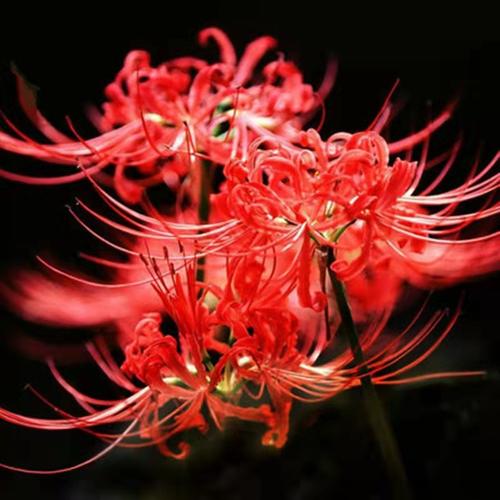 彼岸花官网：苹果版软件下载，源码包免费提供！