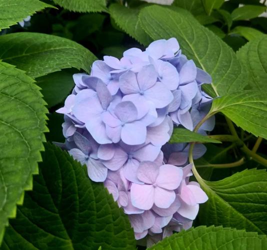 一夏之花版本大全：从1.0到最新版，一次玩个够！